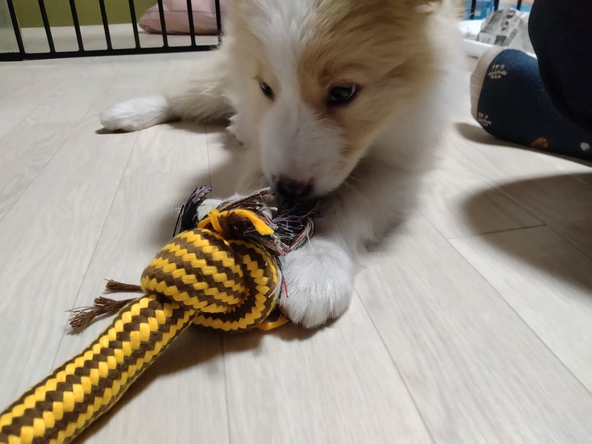 蒼蒔@( ´ཫ`) tweet media