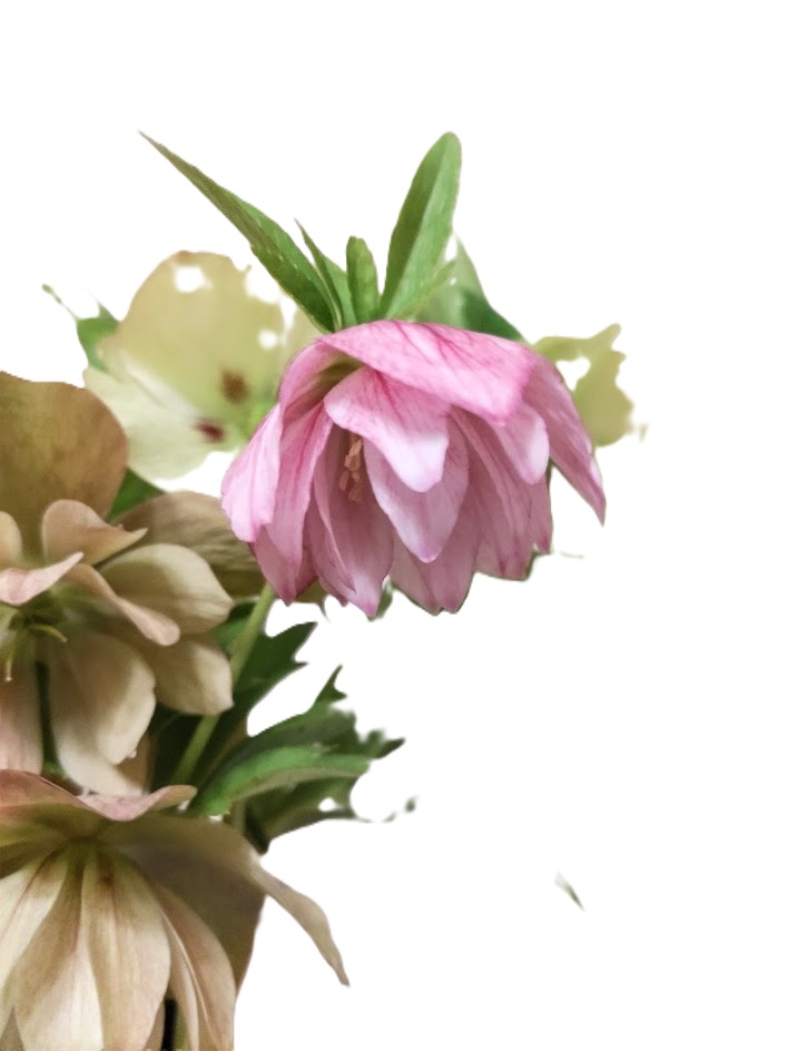 阿修羅ゆずこ＠リプ返できません🙏バイク🔰頸椎ヘルニアで乗れないひと。☕️🥐🥖🗼⛩️🏍️✨ tweet media