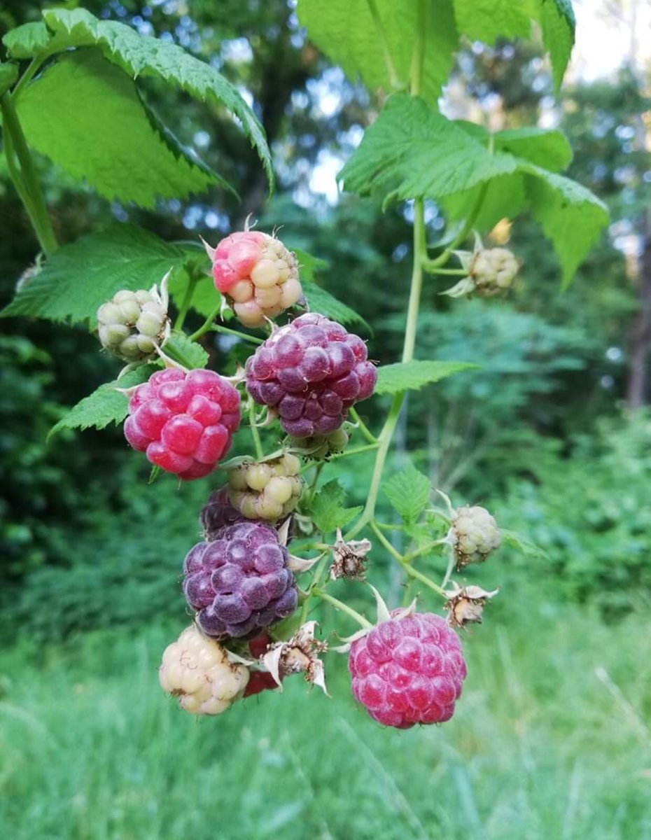 Montrel Houston tweet media