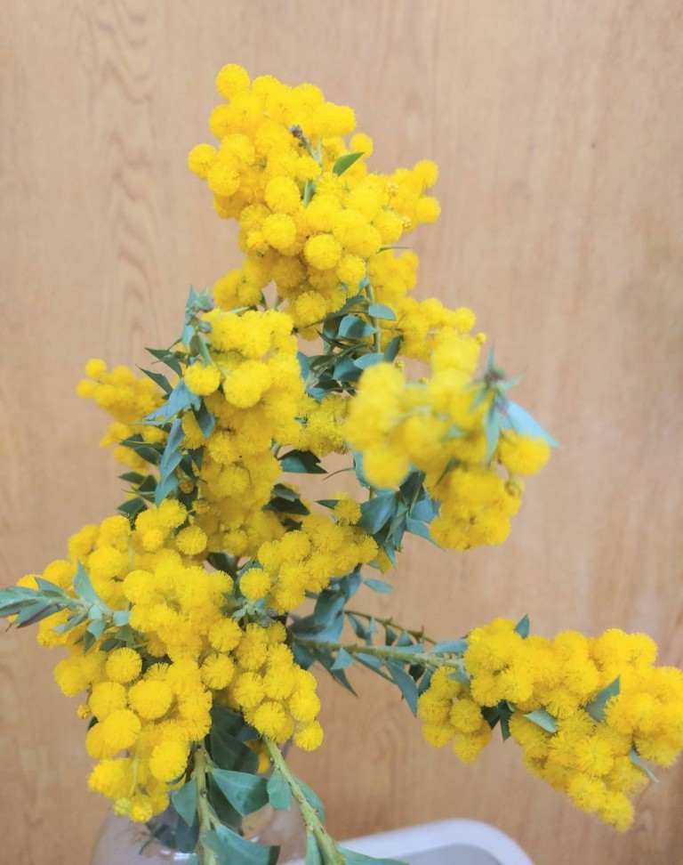 三角ミモザさん、5年越しの開花♪

葉っぱが多めの子だけど、こんだけ咲いてくれれば万々歳だよ～😭

可愛いぞ～！