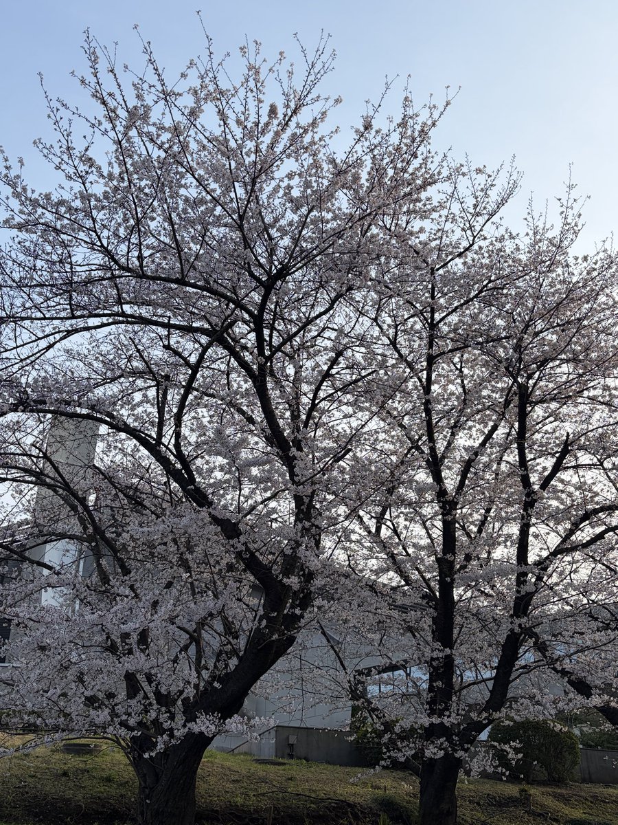 ちょこみんと tweet media