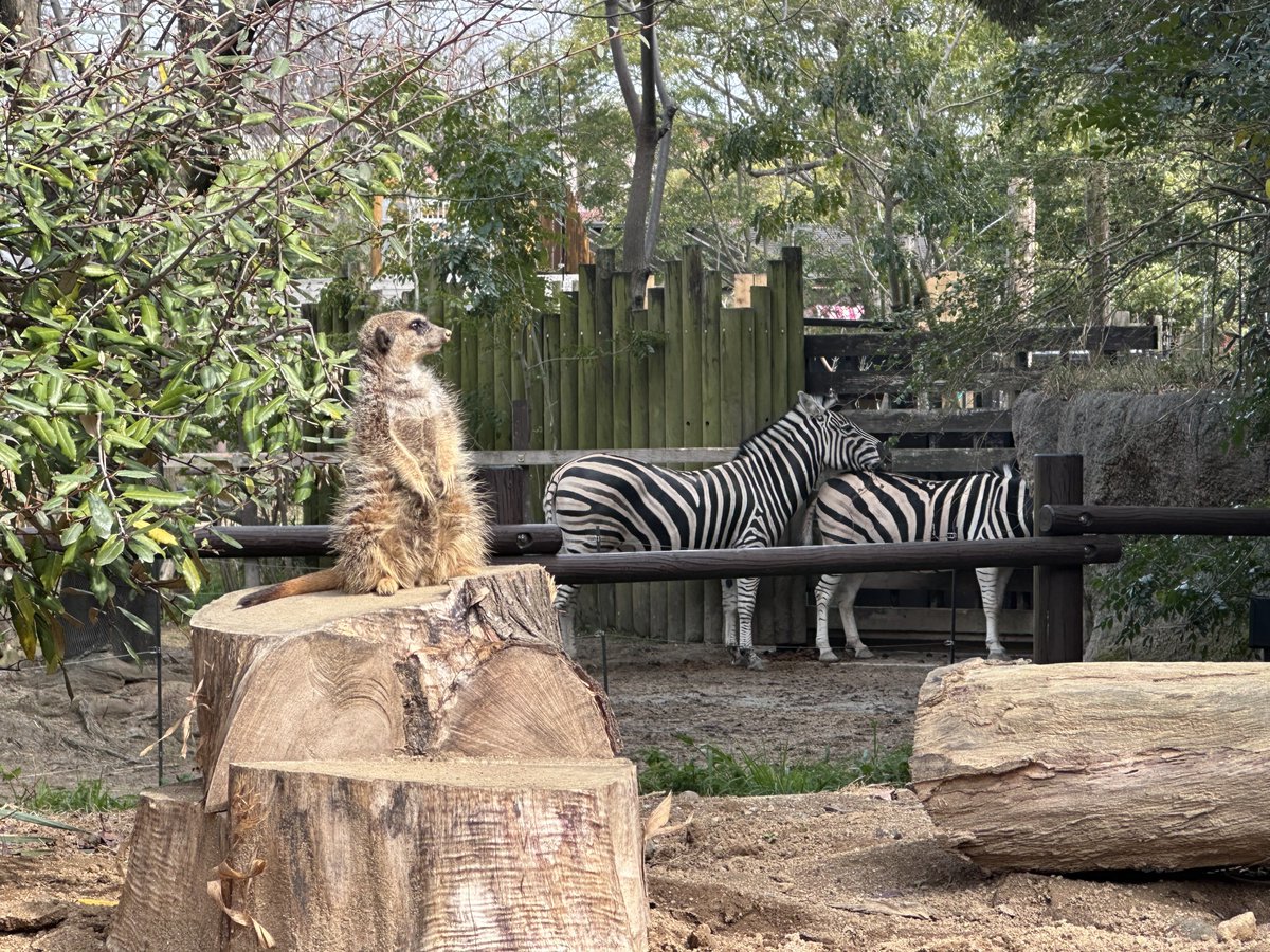 ちびまれ子 tweet media