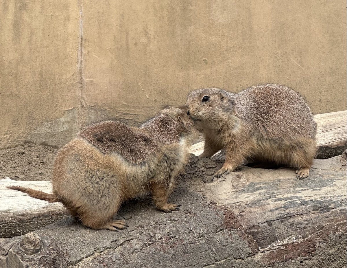 ちびまれ子 tweet media