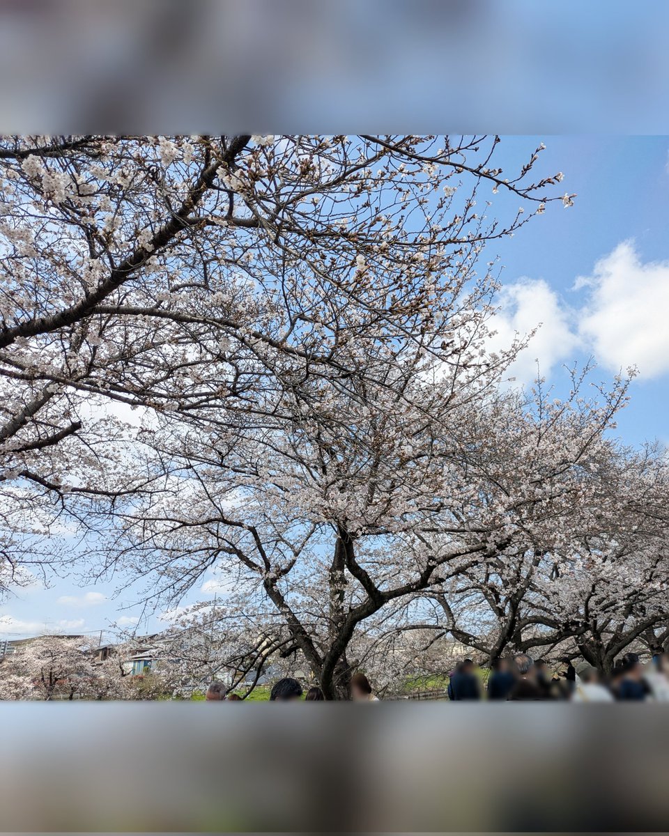 team_kyoko's tweet photo. 🌸さくらまつり🌸
3年ぶりにお天気に恵まれての開催となり、それだけで本当に嬉しい1日でした！
たくさんの方にお越しいただき、会場はとてもにぎやかに。

#さくらまつり 
#にゃんたぶぅ 
#にゃんプリンちゃん 
#YURiKA https://t.co/e3K3hTjZxI