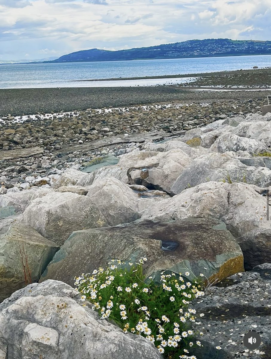 ShesfromWales's tweet photo. Well it feels like winter again here on the North Wales coast 🏴󠁧󠁢󠁷󠁬󠁳󠁿but there are lots of signs of spring or summer …whatever it’s supposed to be on the way 💖⏰ ##northwales #cymru #nature #vitaminsea #clockchange #beachvibes #weather #seascape #springtime #summercoming #wildflower https://t.co/CxwzjgIxLw