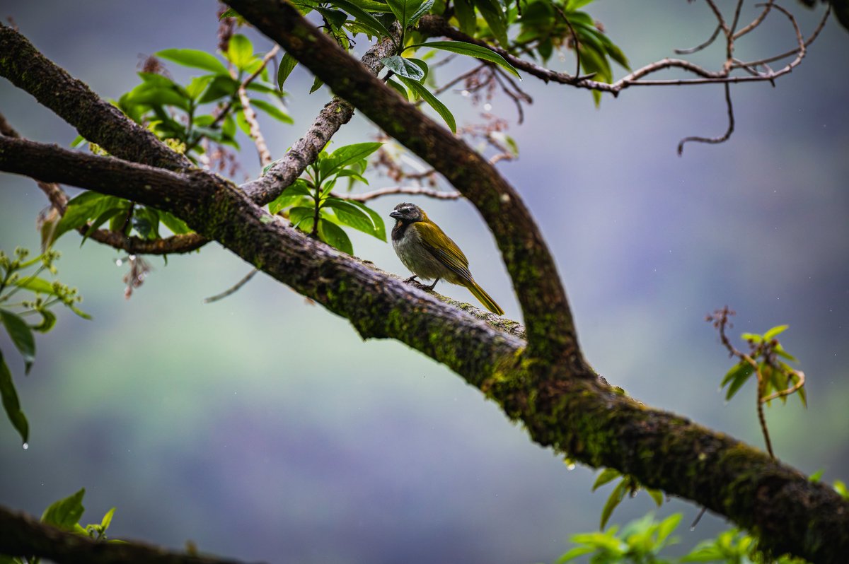 J. P. Monge S. tweet media