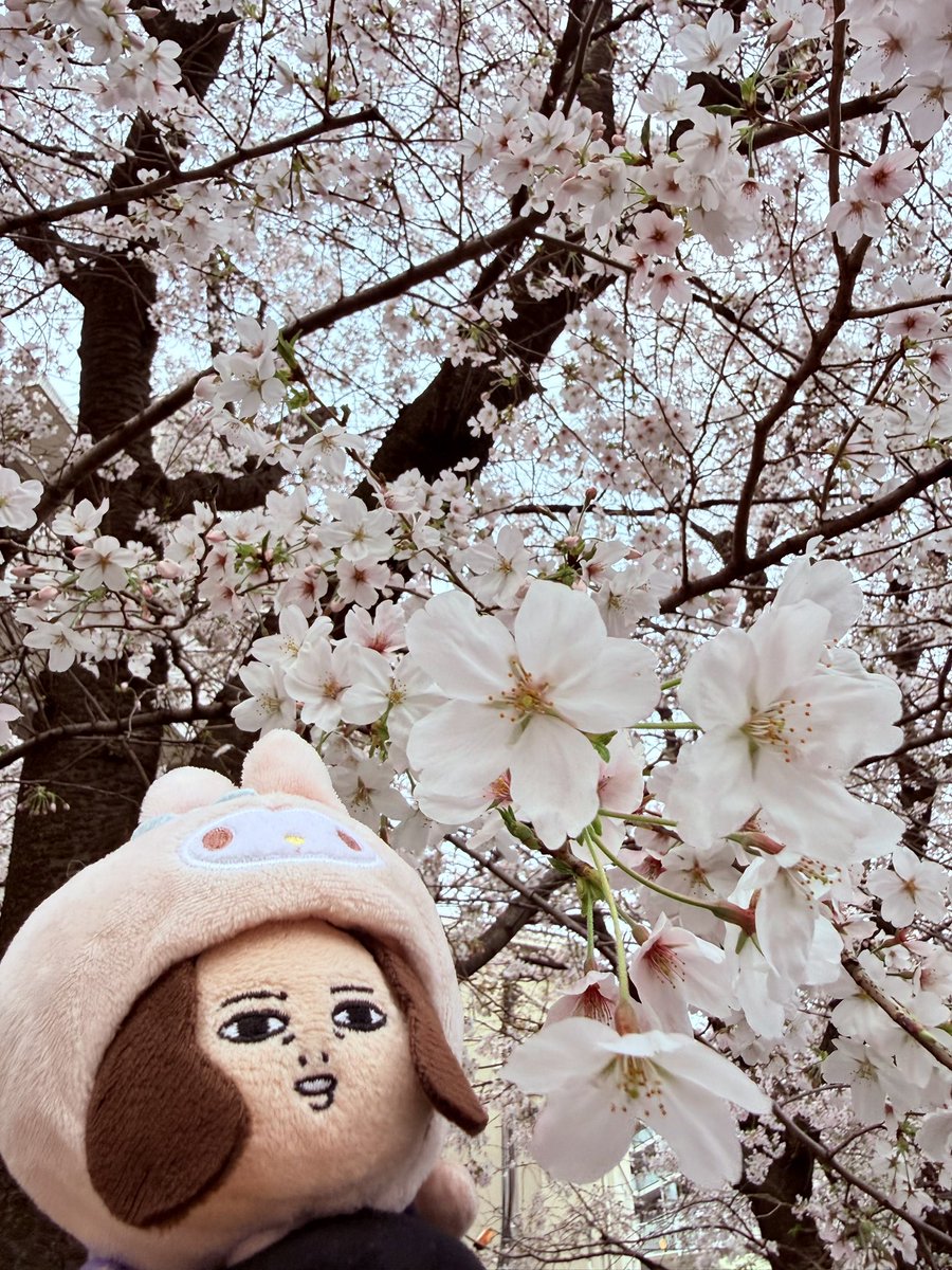 おむれつ tweet media