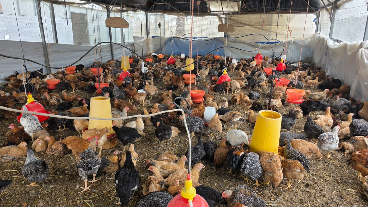 パルシック tweet media