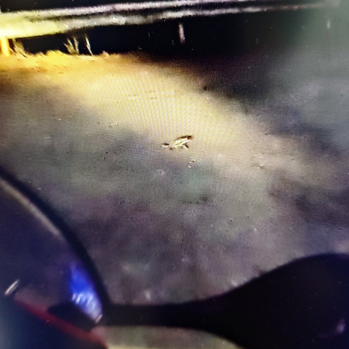 LEON@🐢は相模原の🐢 tweet media