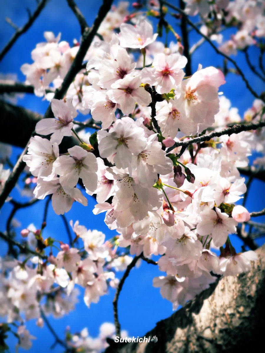 🕊すてキチ🇯🇵iPhone📸 撮影 🌈The one who loves wolves tweet media