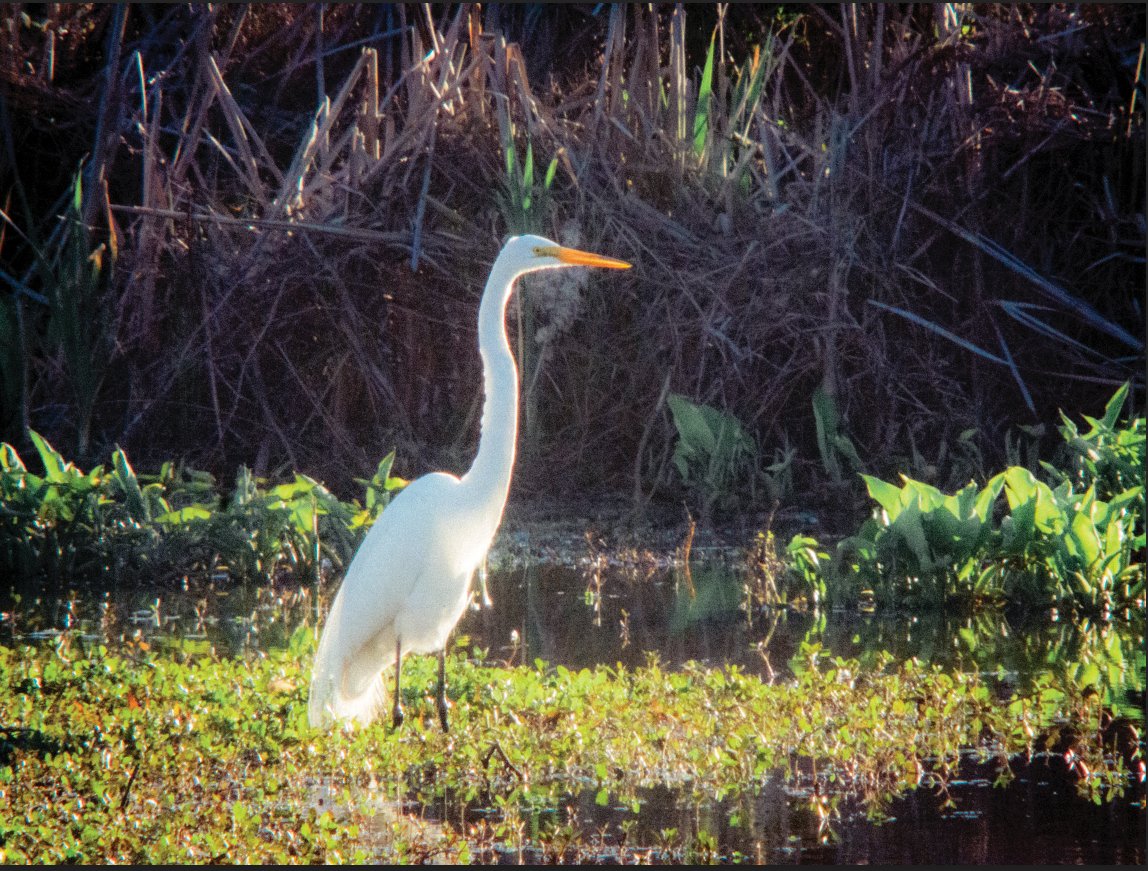 John Halo tweet media