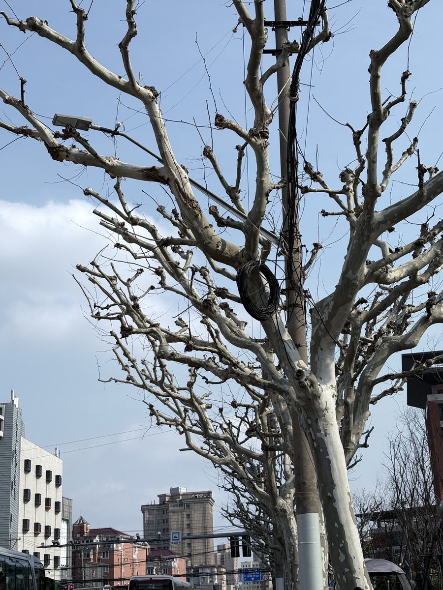 Lucariolklo448's tweet photo. 太阳好毒辣辣辣辣
俺被照的眼睛痛 https://t.co/0LMoltToSo
