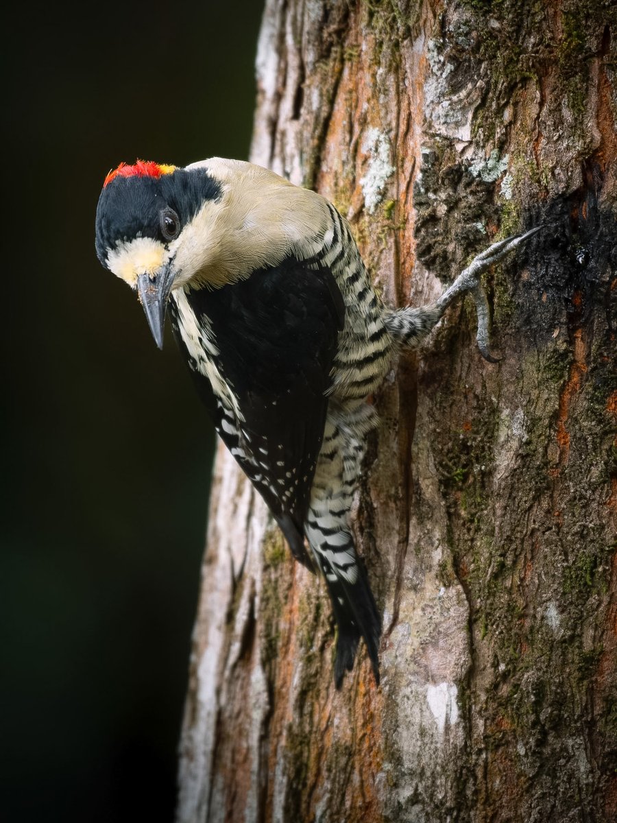 Eduardo La Rotta tweet media