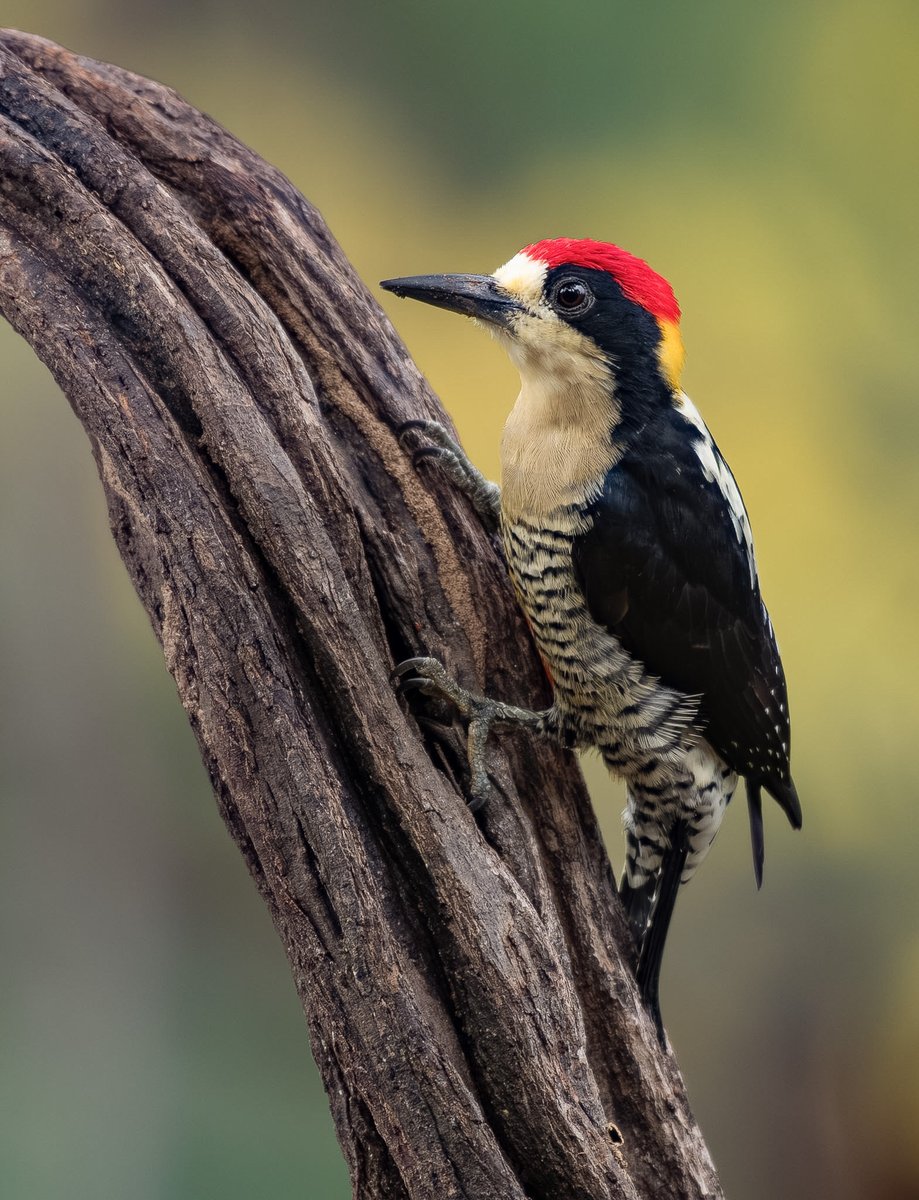 Eduardo La Rotta tweet media