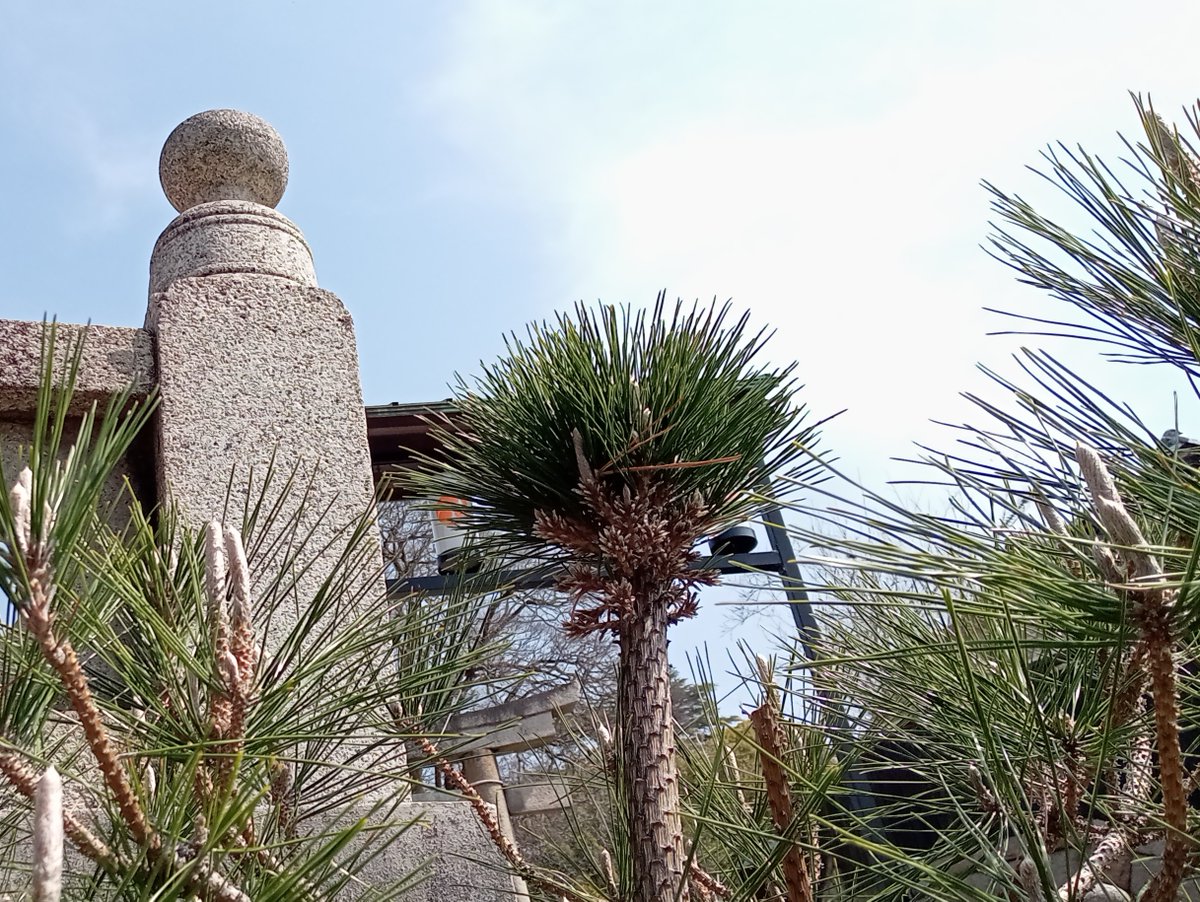 Shidora- tweet media