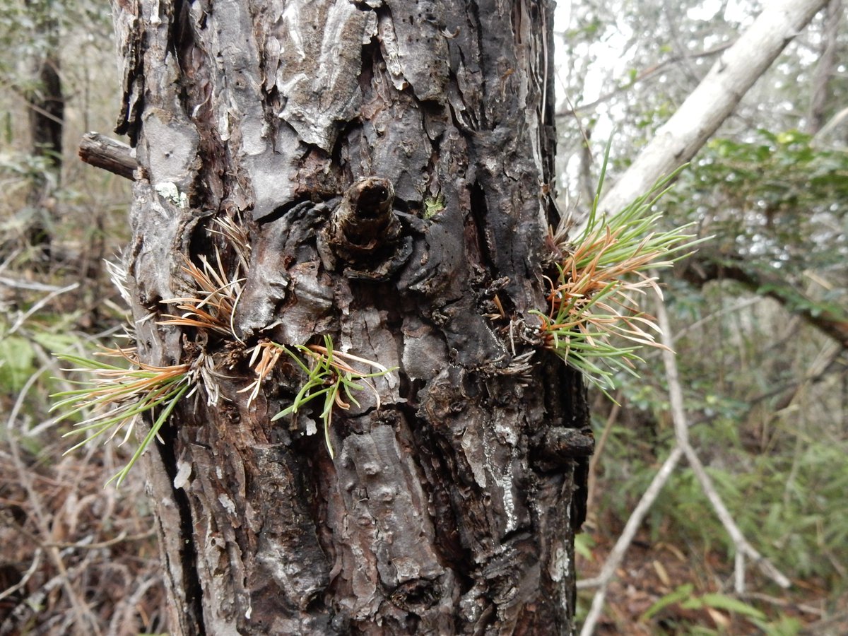 Shidora- tweet media