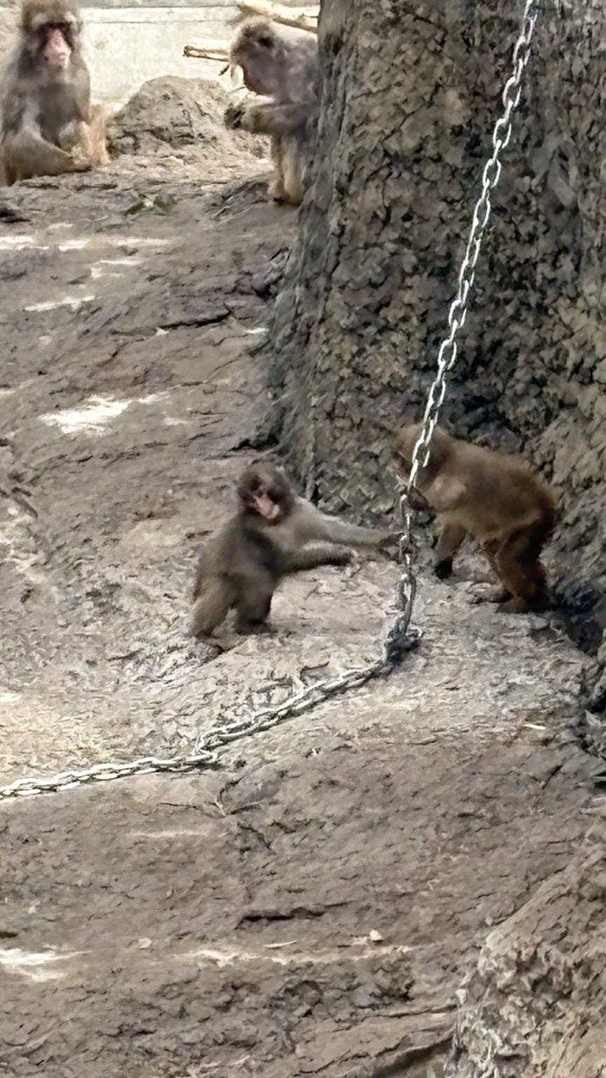 ふなゆき tweet media