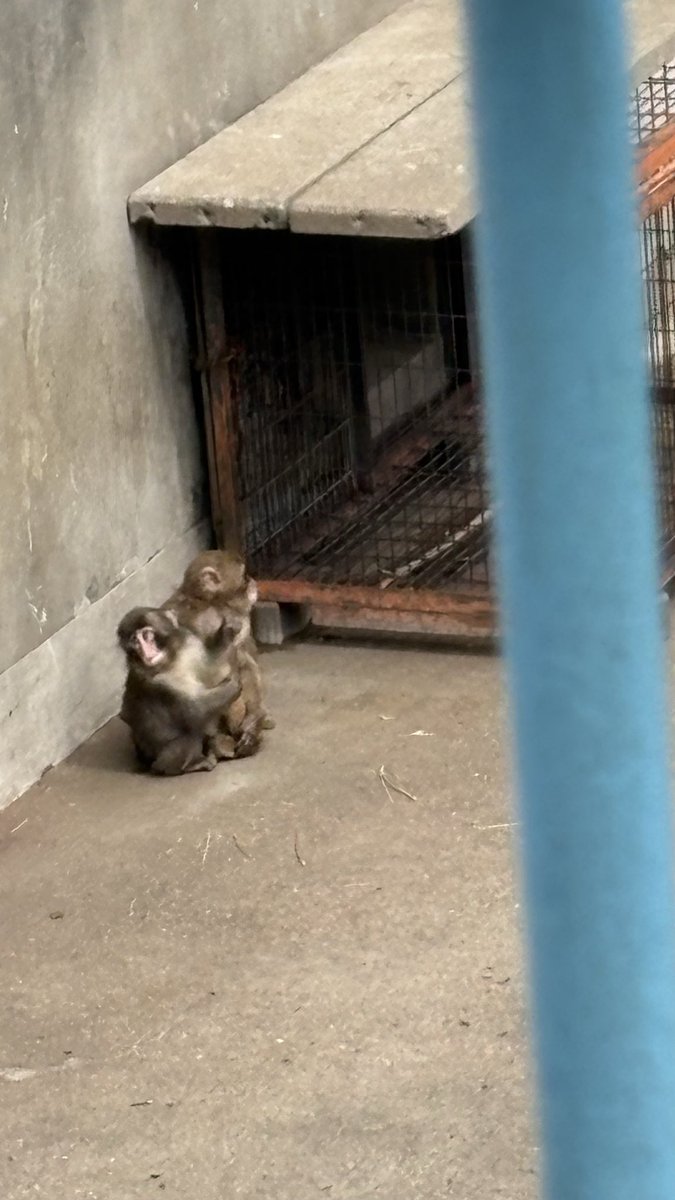 ふなゆき tweet media