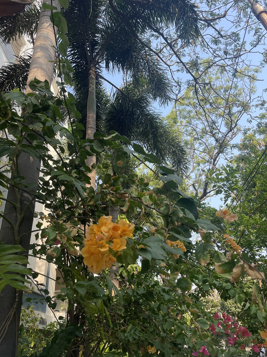 chai, mostly chei 🐝 tweet media