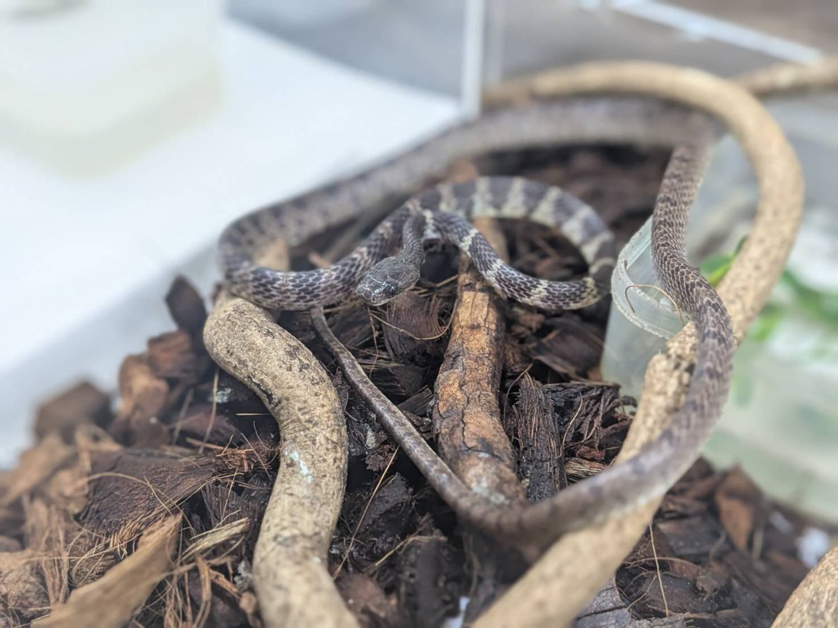 kuroneko heddon(D.N.A) tweet media