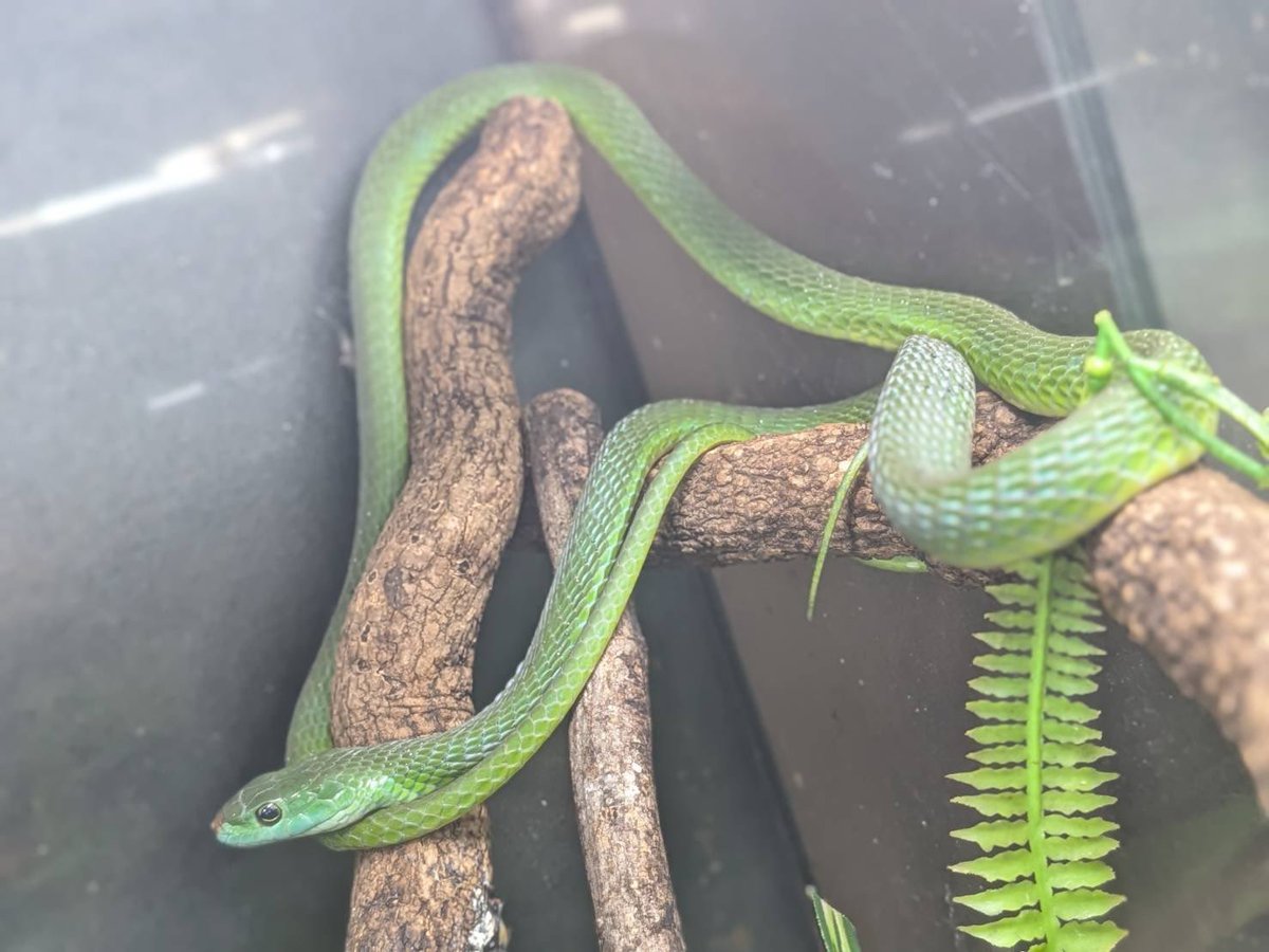 kuroneko heddon(D.N.A) tweet media