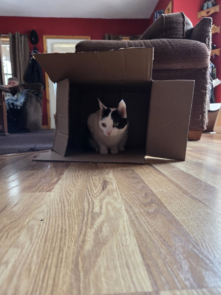 Sprinkles 🐾💞🐾💞 tweet media