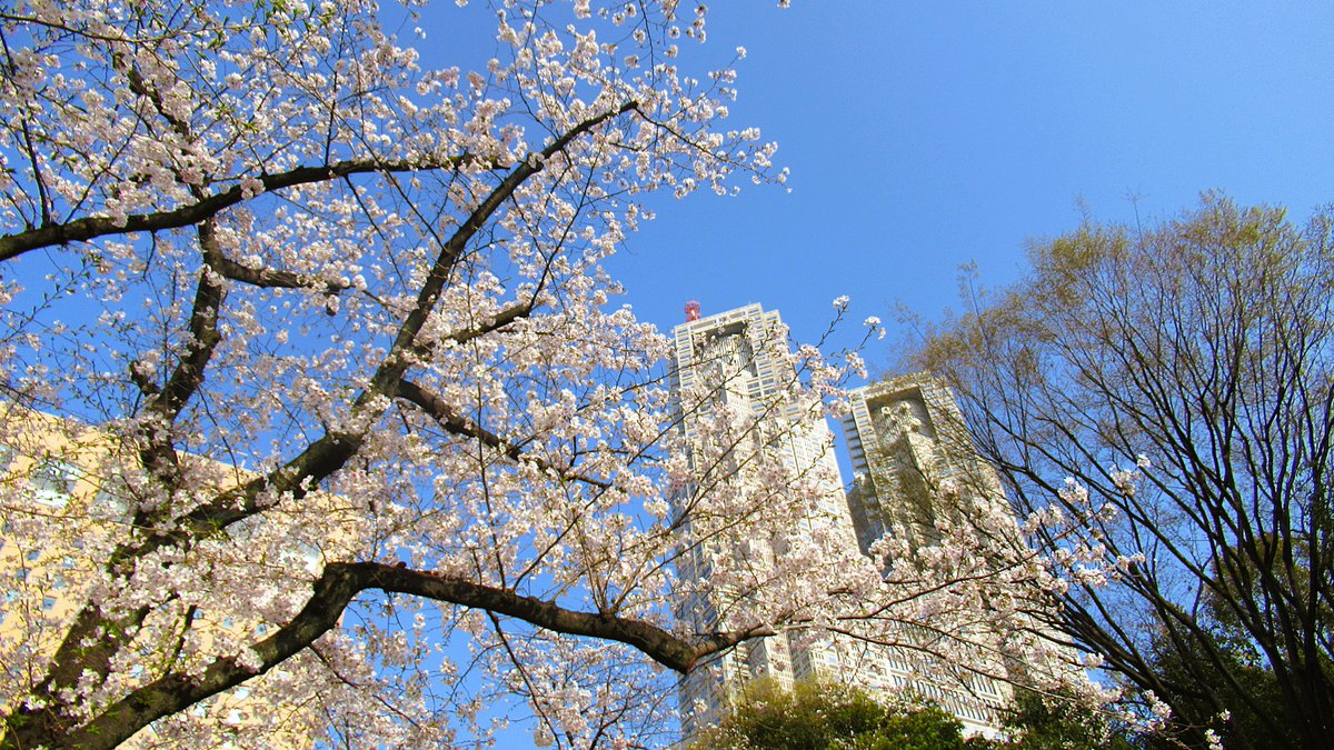 Tokyonobo tweet media