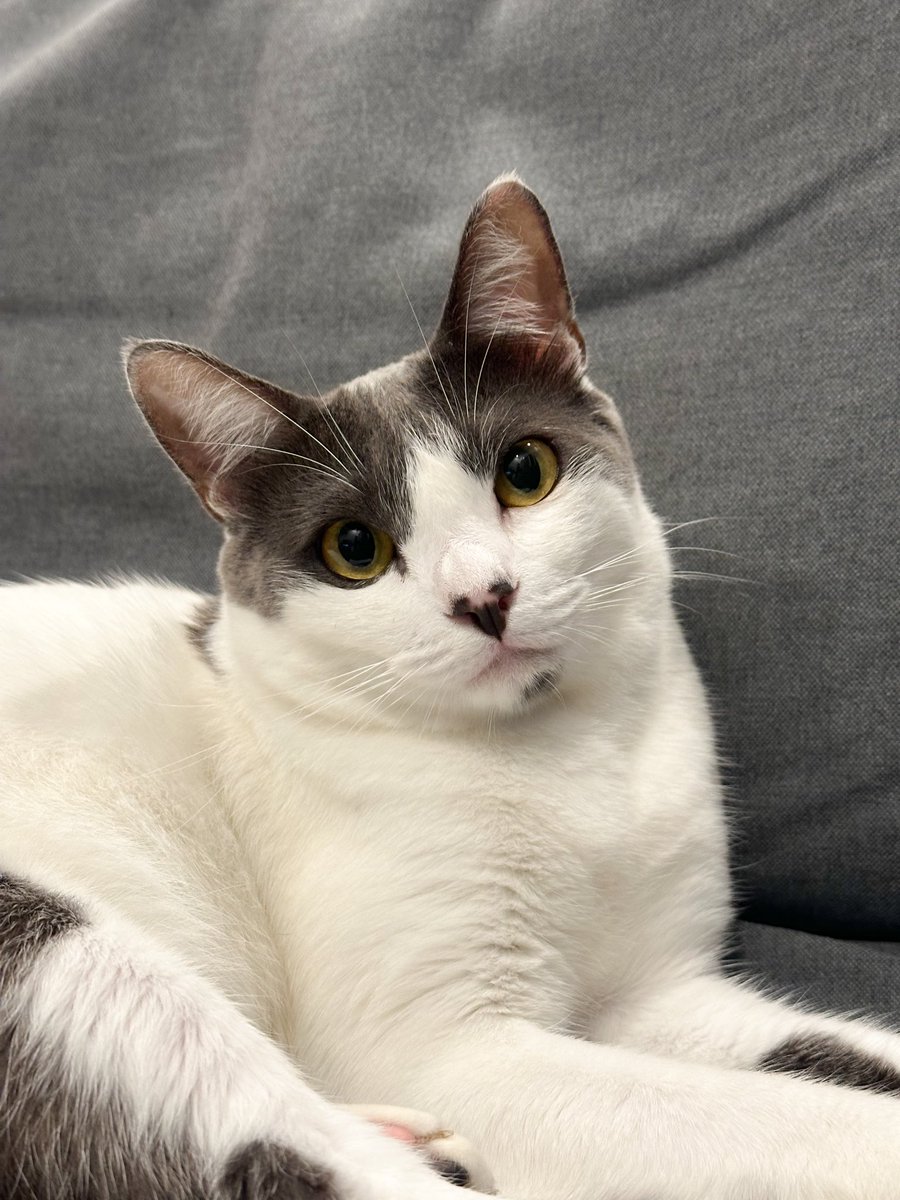 Mikuchan🐰 tweet media