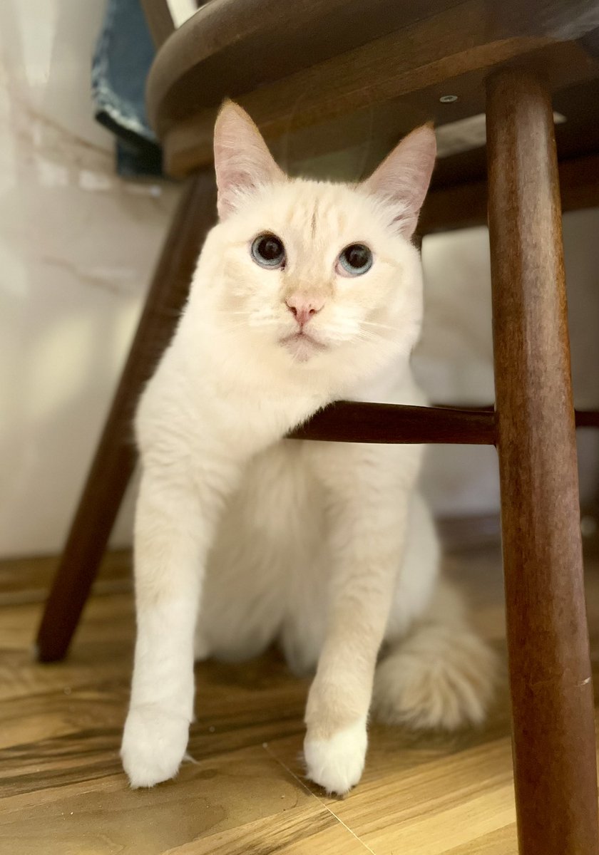 кот Алибасова tweet media