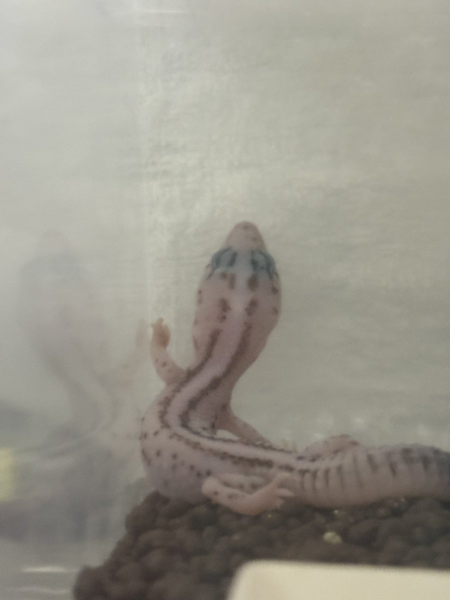 ☆Rosencrantz☆ tweet media