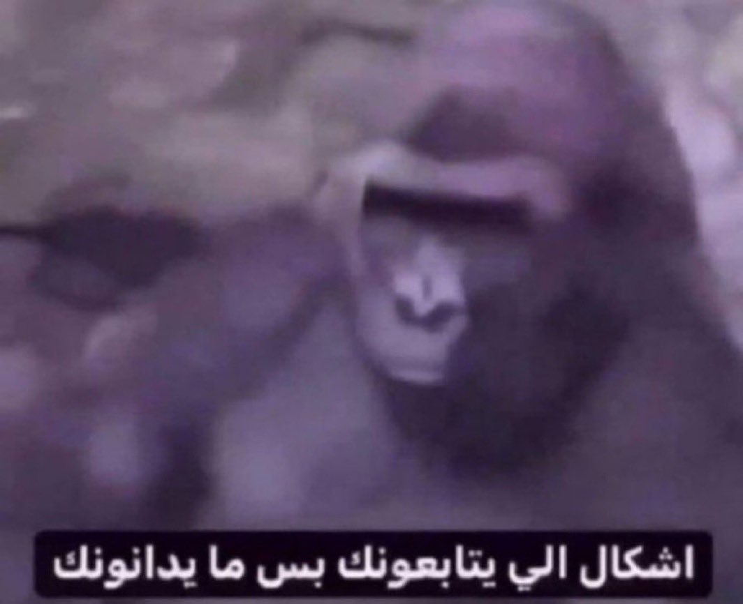 صالح⭐️⭐️ tweet media