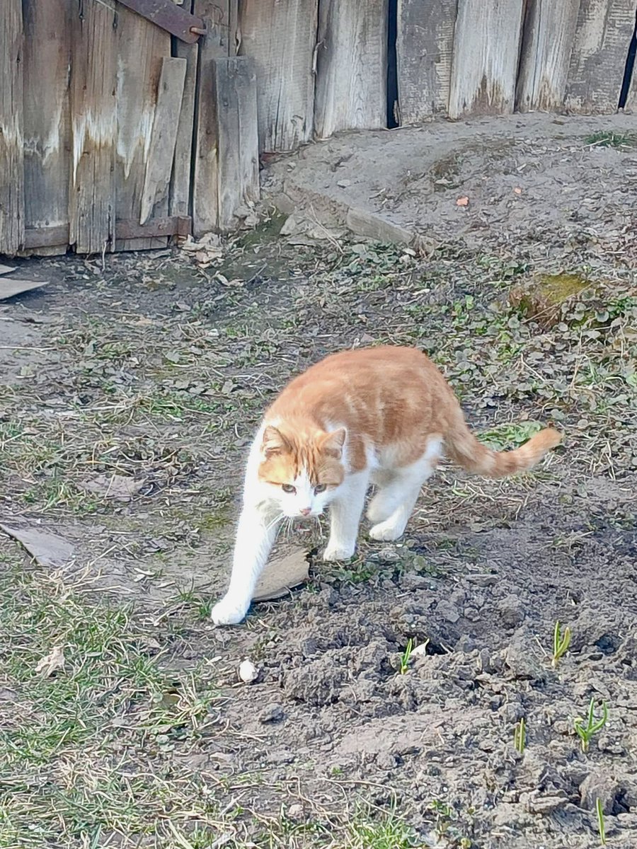 Юля та котики • Yuliia & cats tweet media