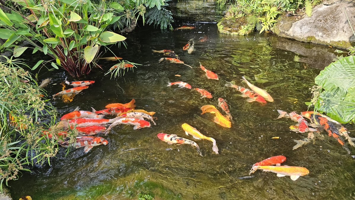 毛怪大叔🐶 tweet media