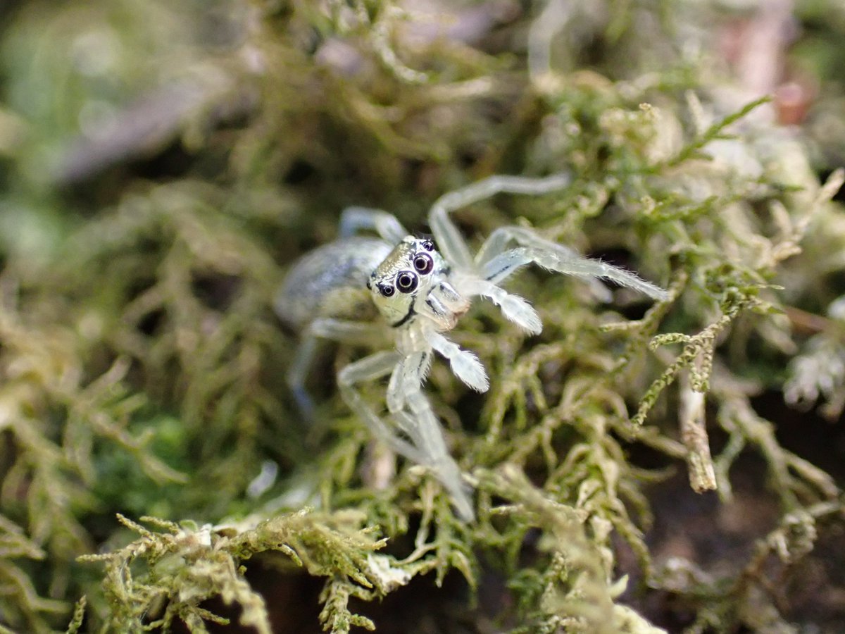 くろまめ tweet media