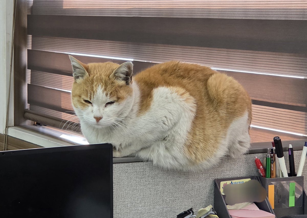 두더지 tweet media