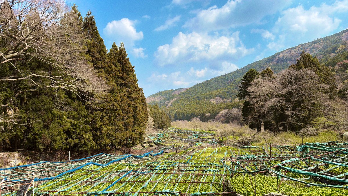 なかせ🐖 tweet media