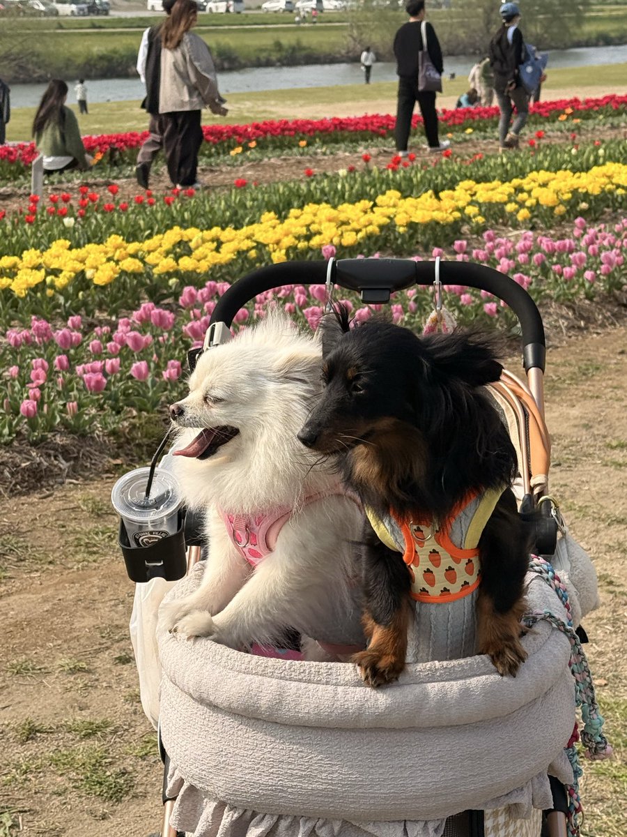 ポコとティナ tweet media