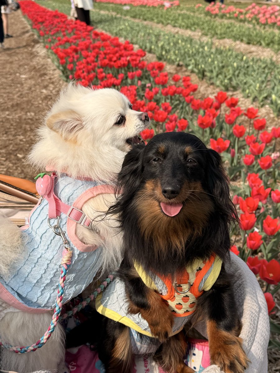 ポコとティナ tweet media