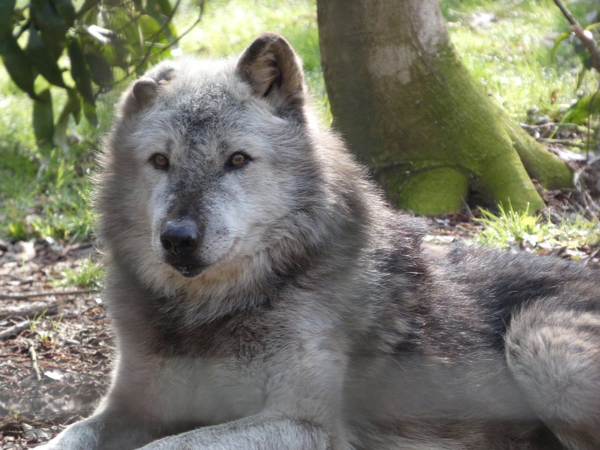 りきまる tweet media