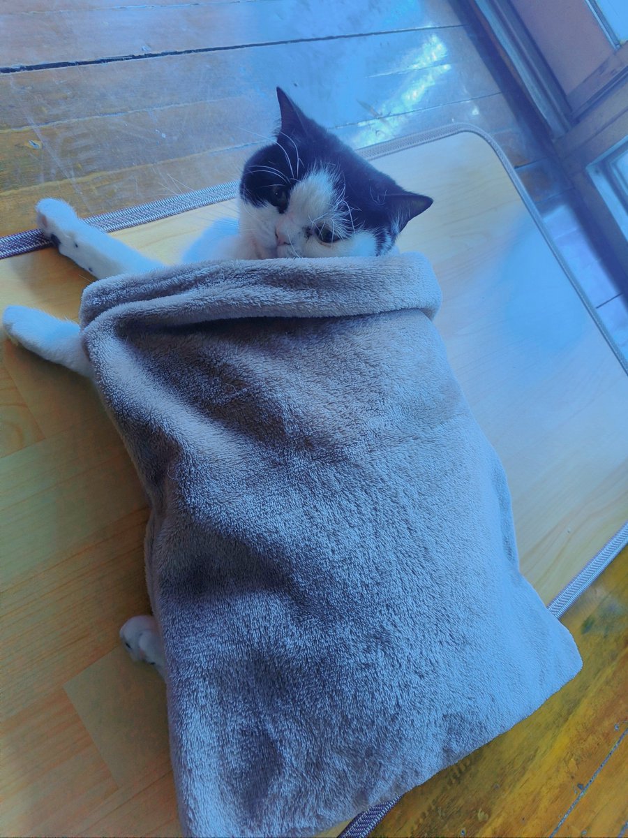 trishala1994's tweet photo. Just folded a mountain of laundry—sunshine on the fresh sheets u0026 my pup napping on the last pile. Small wins hit different https://t.co/b10jQ3q2da