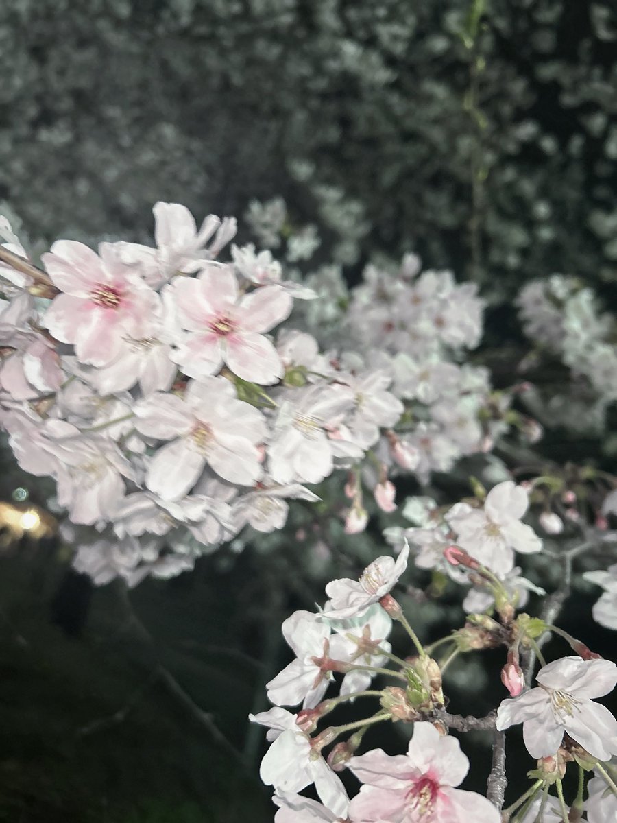 れむあ。 tweet media