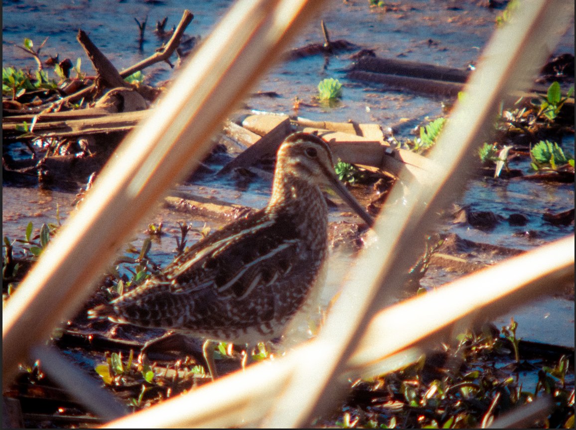 John Halo tweet media