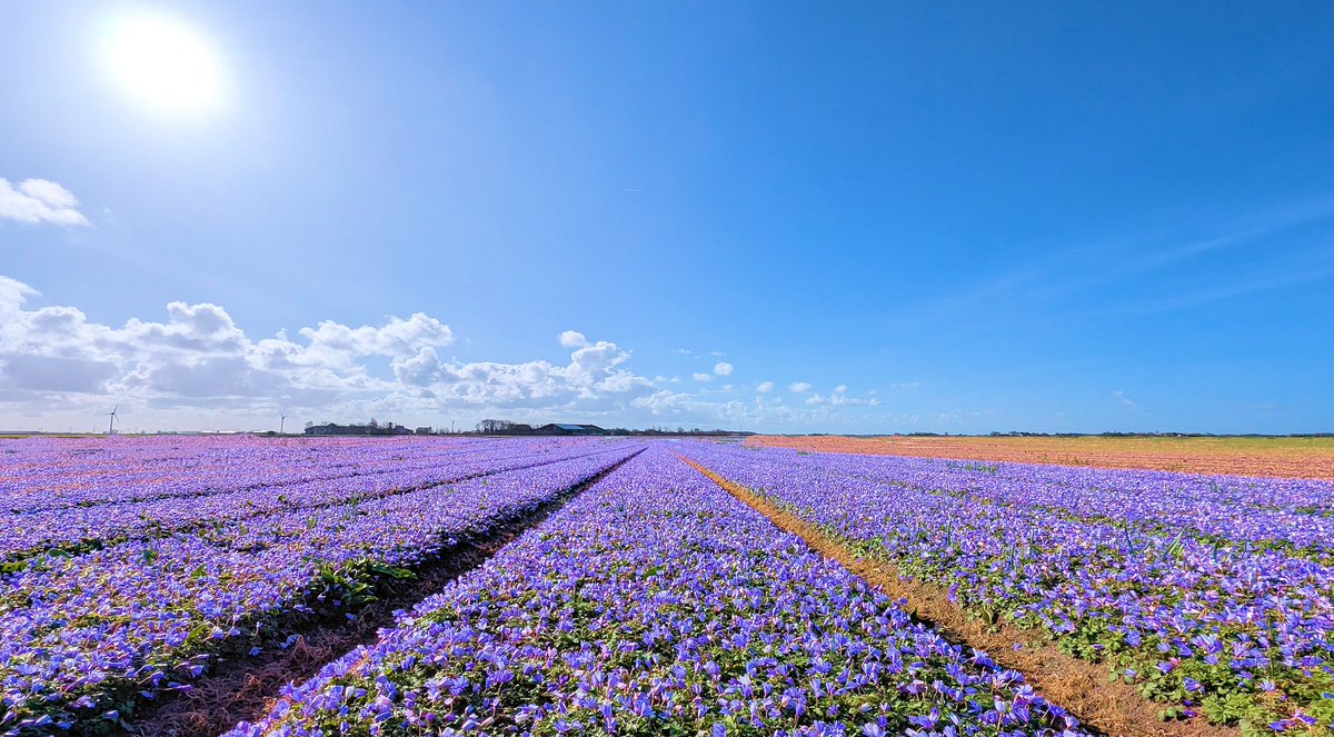 Ed v. Pelt tweet media