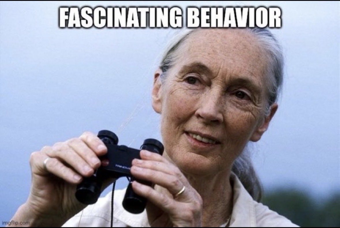 Elliot Roy tweet media