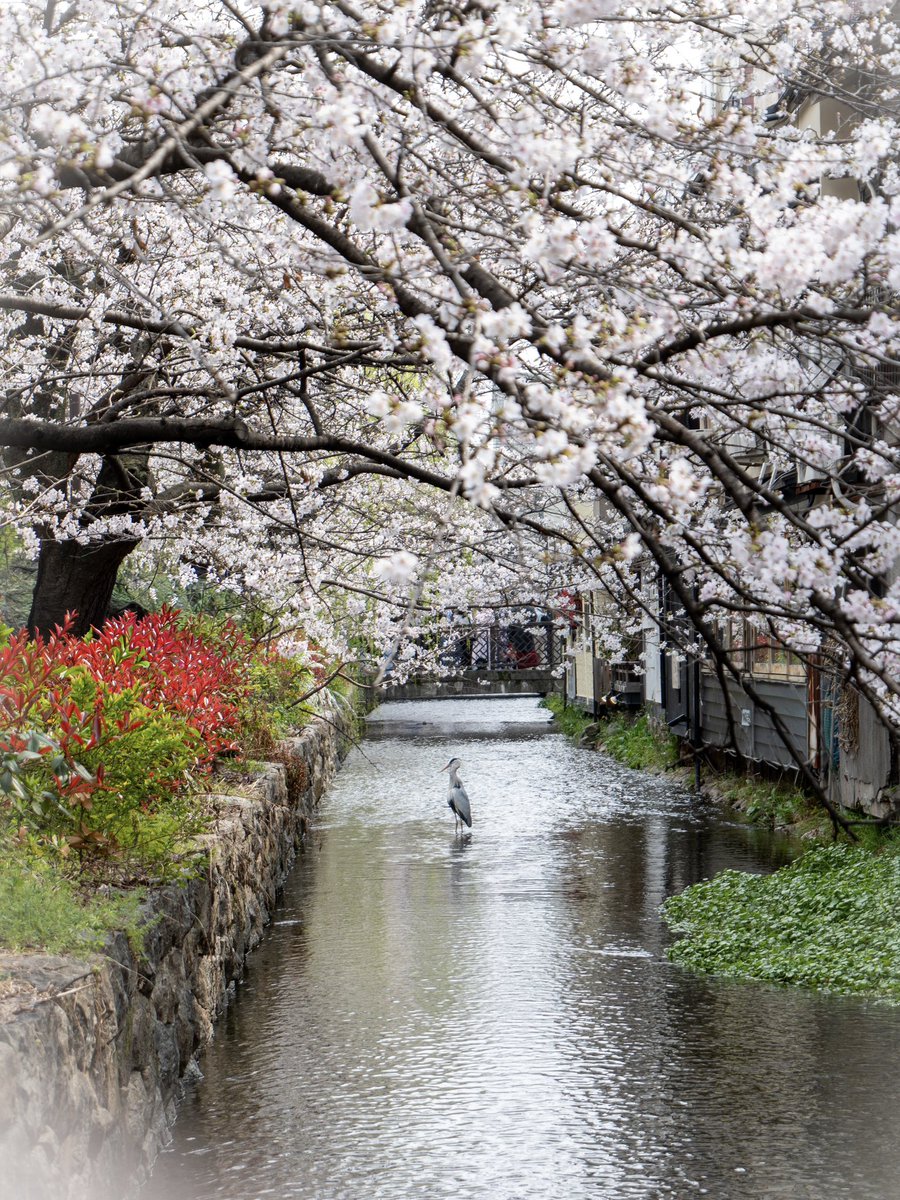 44taka's tweet photo. 木屋町の青鷺
#京都桜 #高瀬川 #Lumix https://t.co/wpGoxnEibq