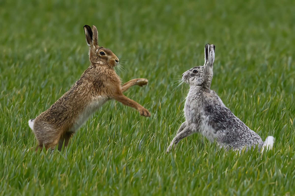 Sue Wood tweet media