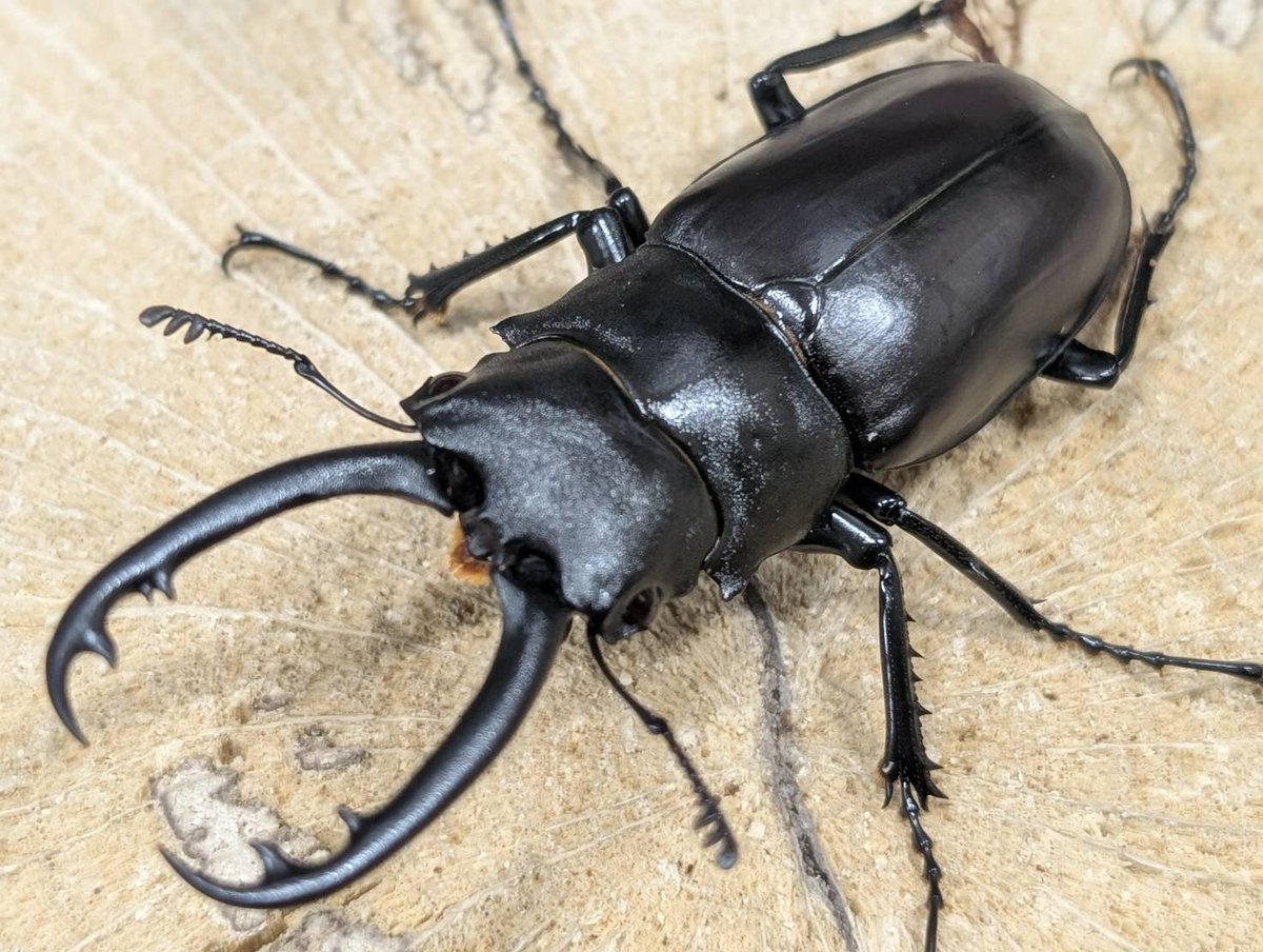 D.N.A高知店_昆虫アカウント tweet media