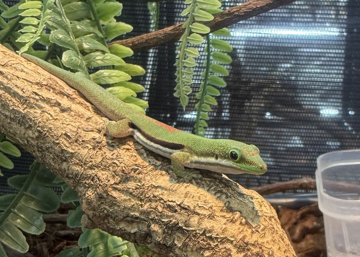 D.N.A高知店 tweet media