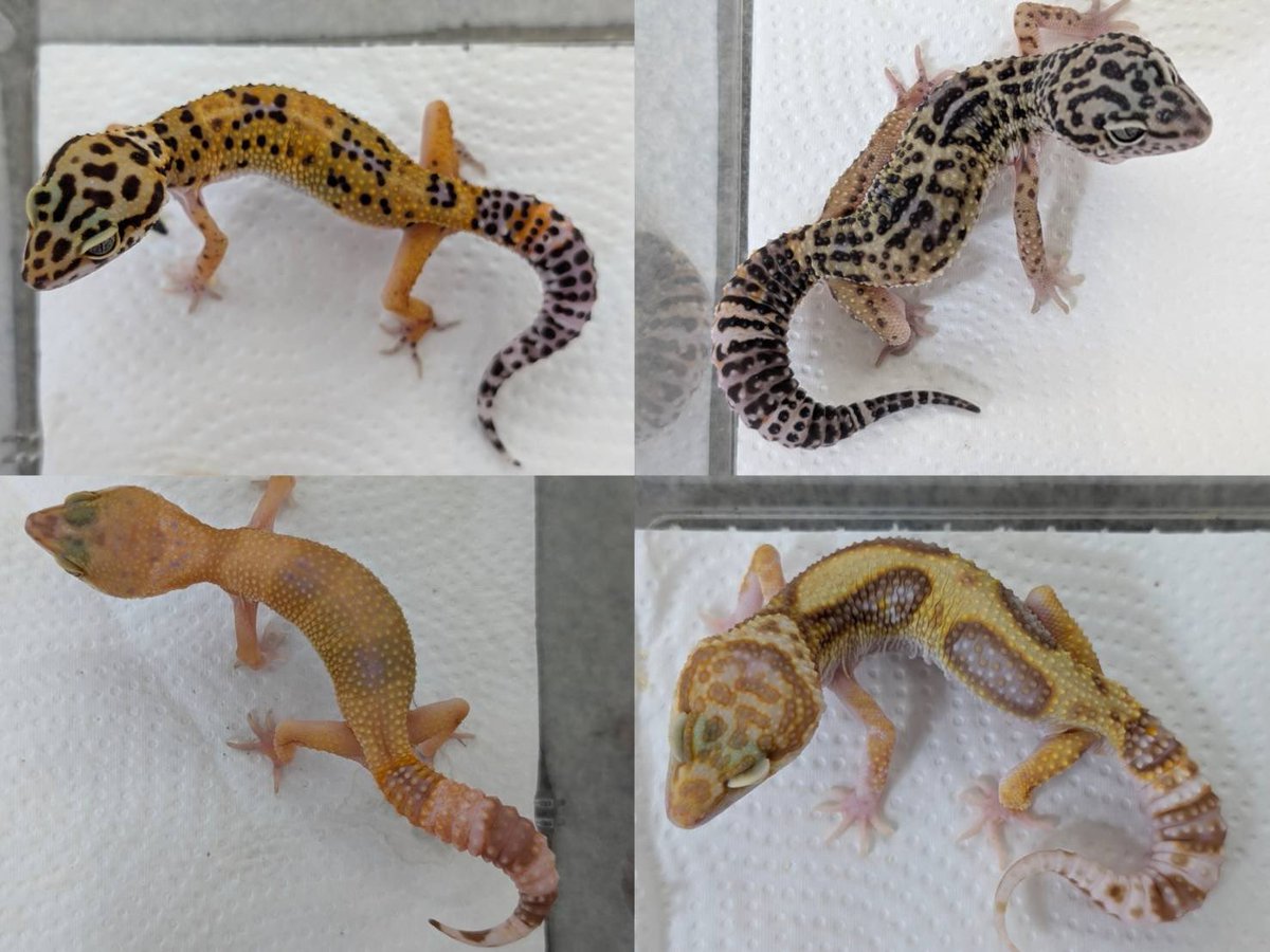 D.N.A高知店 tweet media