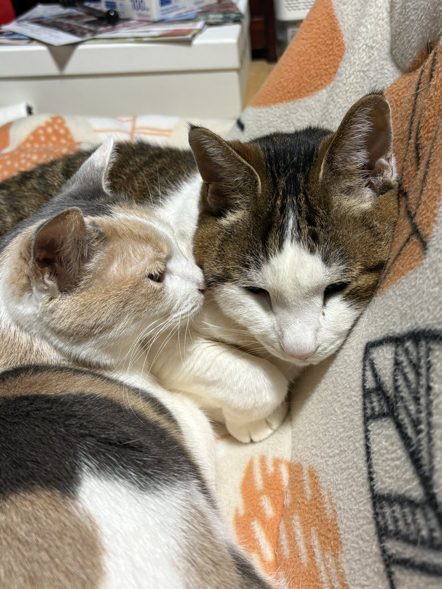 チコちゃんに怒られる tweet media